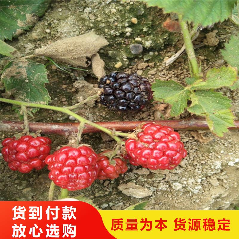 轩园西瓜番石榴苗【 树莓 花椒苗满足您多种采购需求】cg39.com