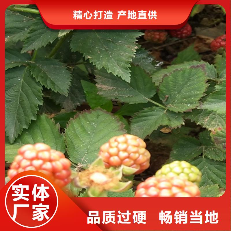 西瓜番石榴苗视频-西瓜番石榴苗|广西省防城港市|东兴|上思|贺州|柳州|玉林|南宁|桂林|崇左