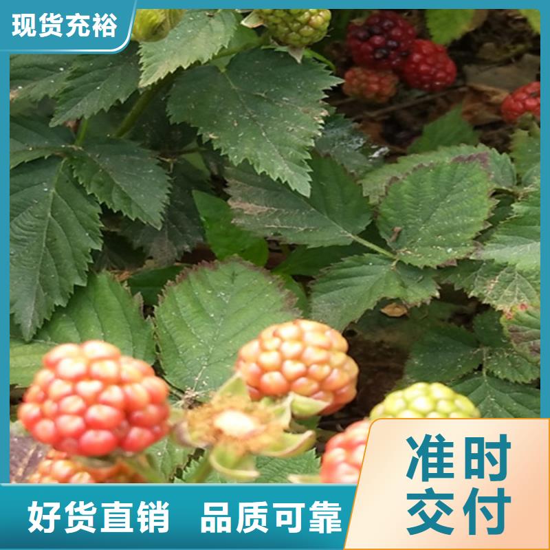 西瓜番石榴苗-视频-贵州省贵阳市|清镇|修文|黔南|遵义|黔西南|毕节|铜仁|安顺西瓜番石榴苗-轩园