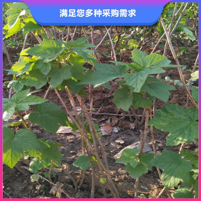 【树莓苹果苗产地货源】