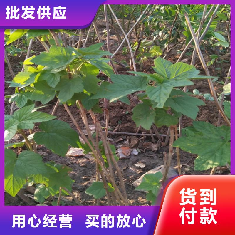 【树莓】_石榴树好产品有口碑-可发货到阳西|阳东|珠海|佛山|中山|汕尾