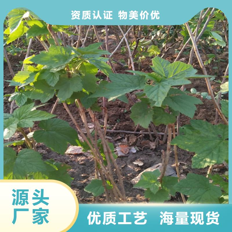 树莓_北美冬青高质量高信誉