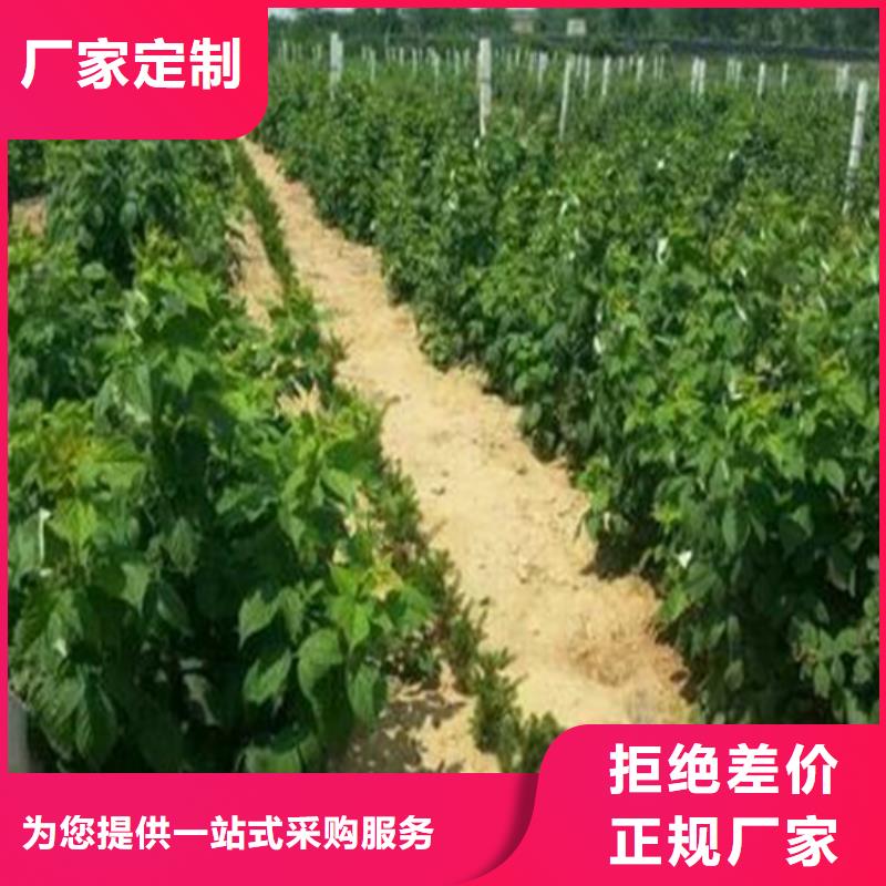 树莓_草莓苗订购