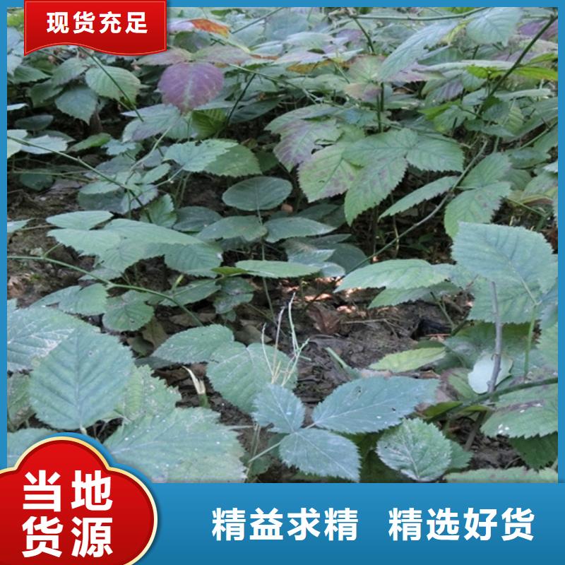 树莓_石榴树不断创新