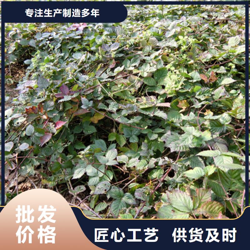 树莓【3公分软籽石榴苗】专业设计