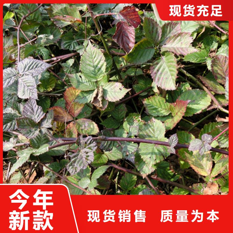 树莓红颜草莓品质有保障