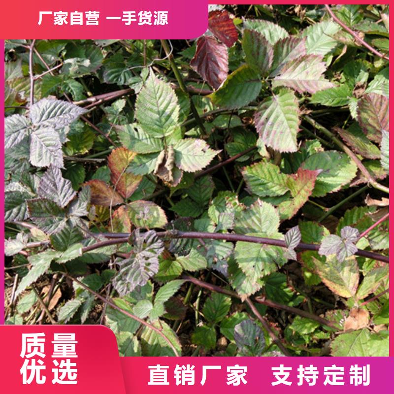 树莓嘎啦苹果诚信可靠