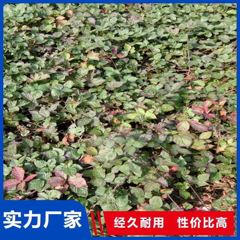树莓,樱桃苗一站式采购
