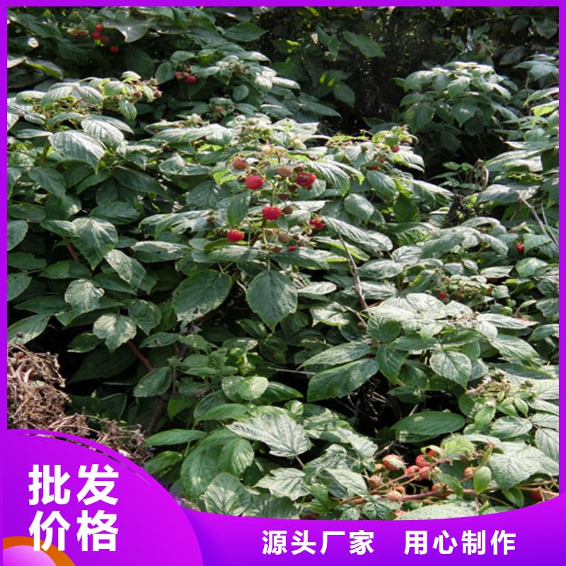 树莓,【梨树苗】生产经验丰富