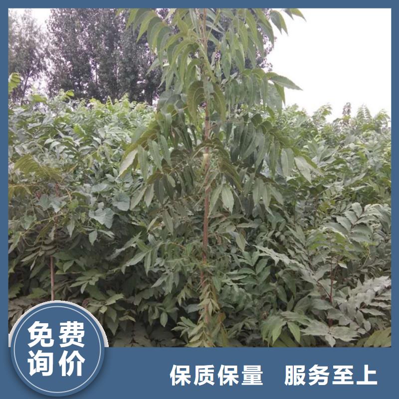 【碧根果】樱桃苗使用寿命长久