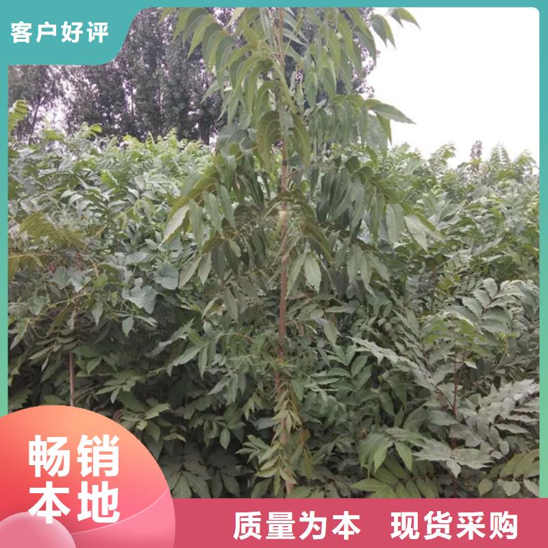 【碧根果石榴树推荐商家】