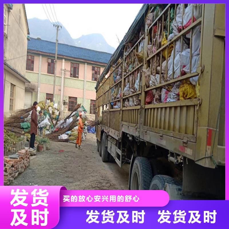 西瓜番石榴苗视频-新疆轩园西瓜番石榴苗可服务区域乌鲁木齐|克拉玛依|伊犁等