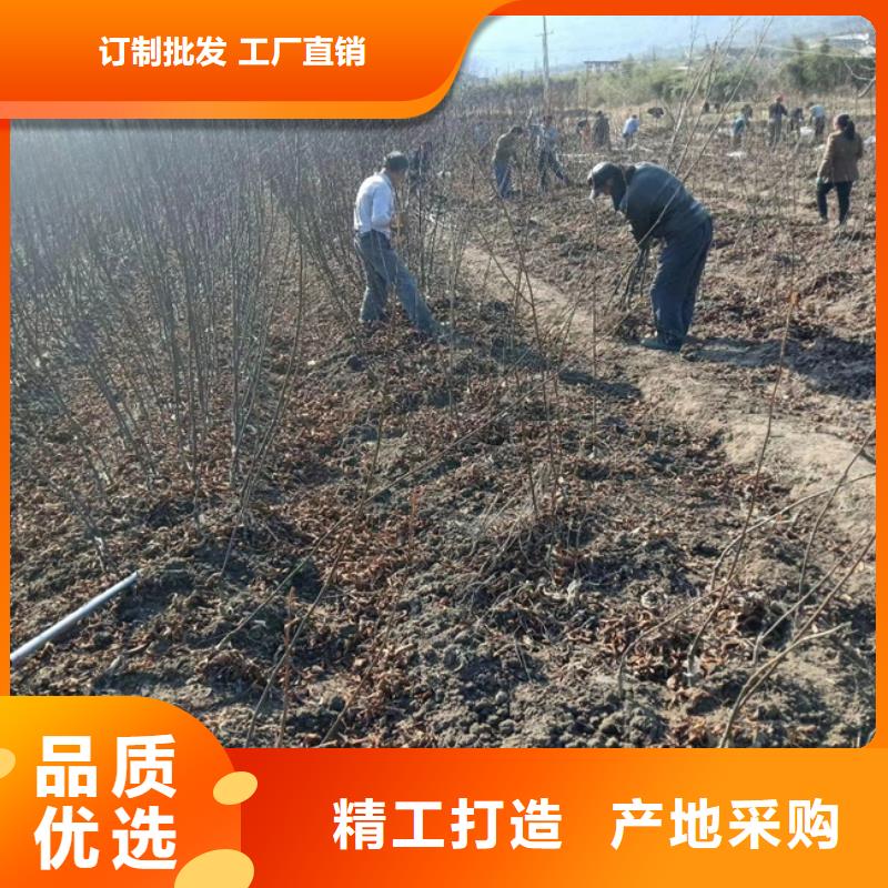 碧根果奶油草莓老品牌厂家