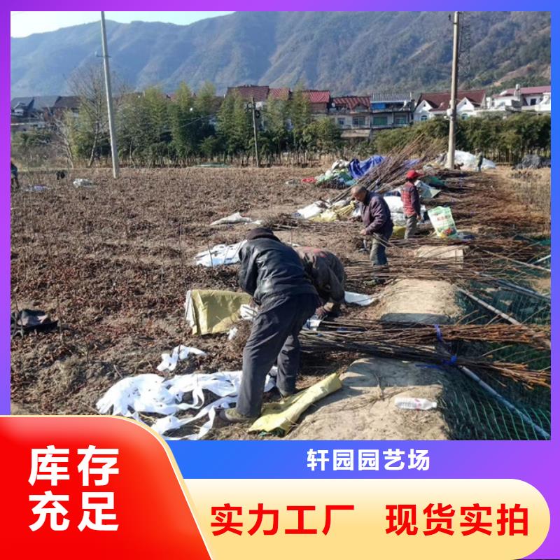 碧根果樱桃苗厂家直销规格多样