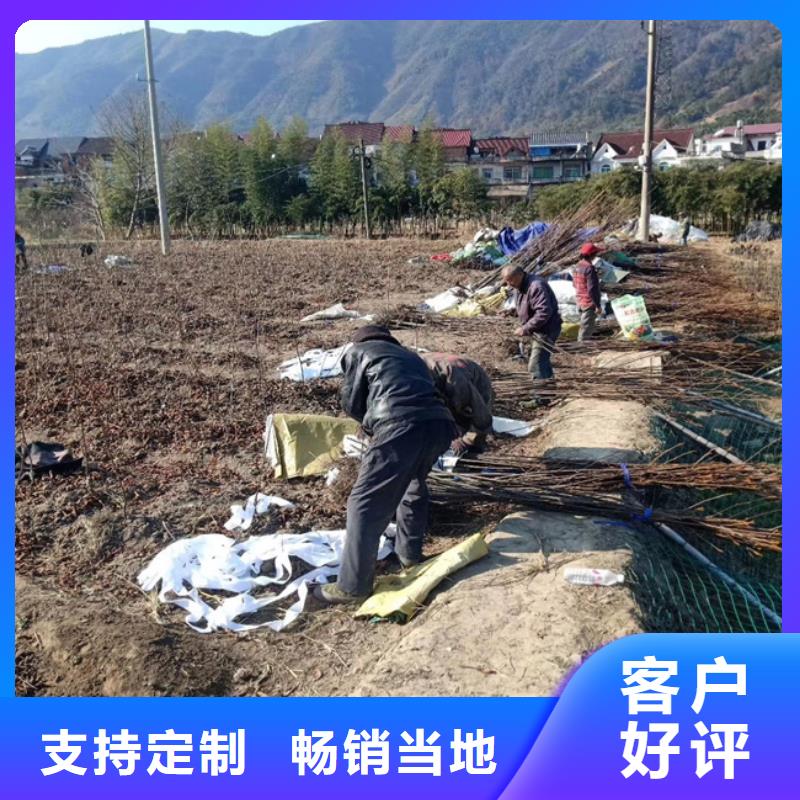 西瓜番石榴苗视频-西瓜番石榴苗_云南省文山市市场覆盖砚山|马关|曲靖|红河|普洱|迪庆等