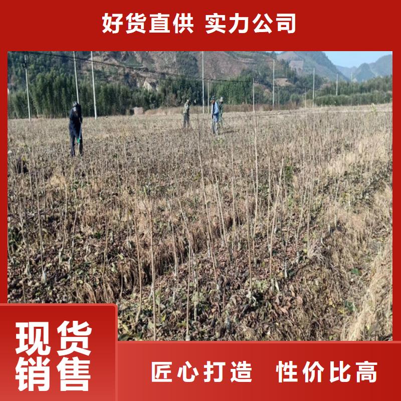 碧根果桃树苗客户信赖的厂家