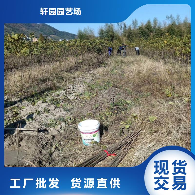 碧根果苹果苗快速报价