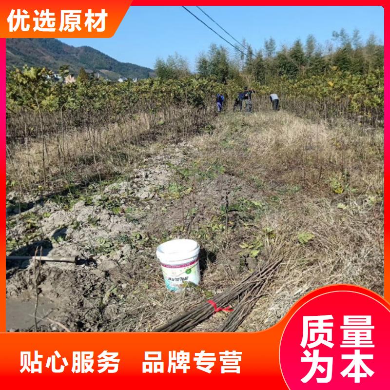 【碧根果,石榴树品质保证实力见证】