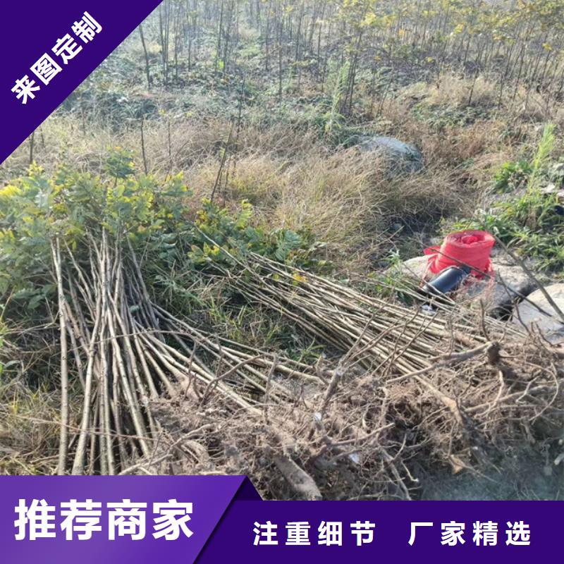 【碧根果】蓝莓苗多种优势放心选择