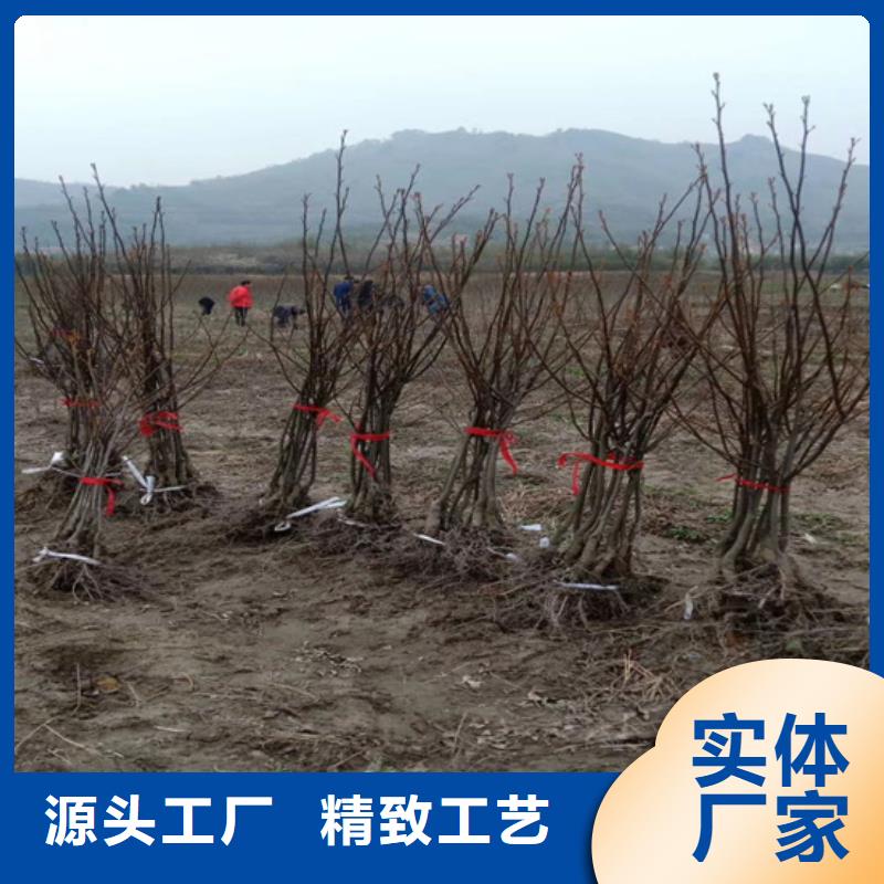 碧根果无花果苗多行业适用