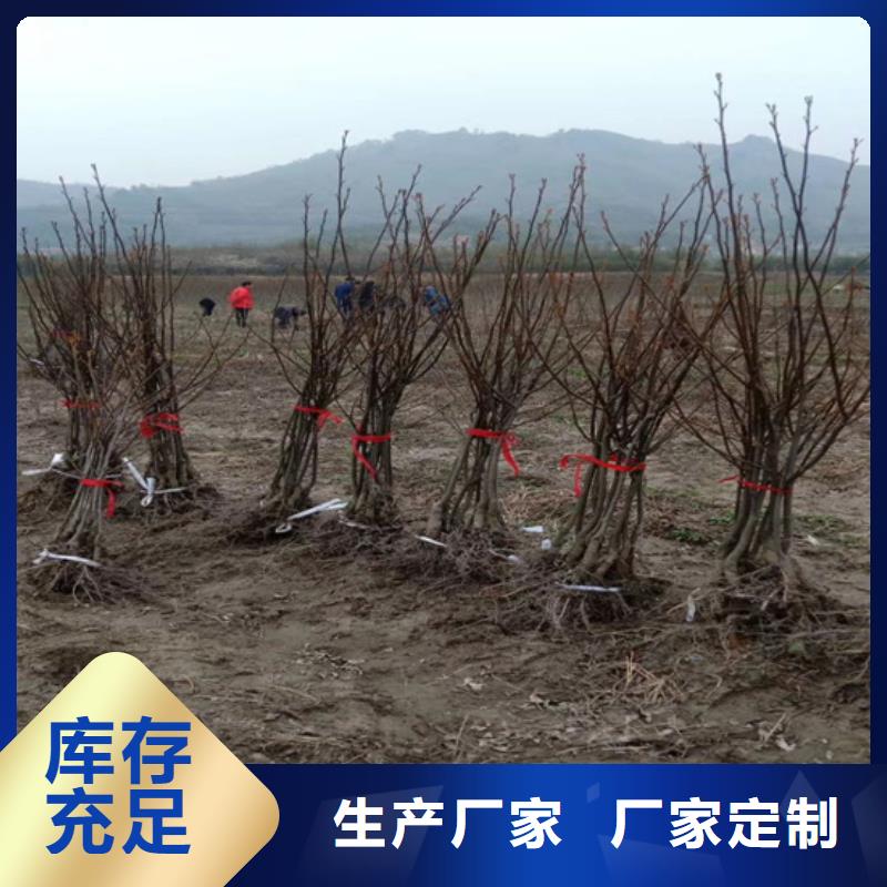 碧根果樱桃苗厂诚信经营
