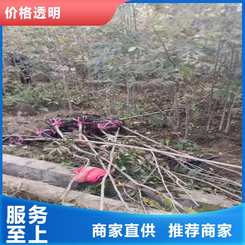 碧根果_苹果苗厂家采购