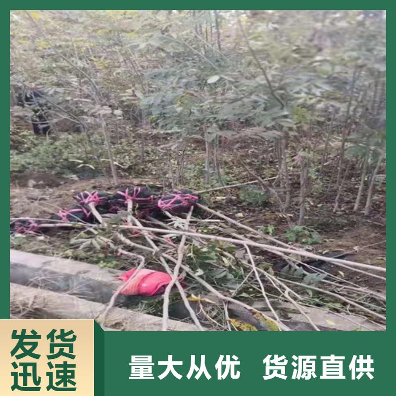 【碧根果】苹果苗严选好货