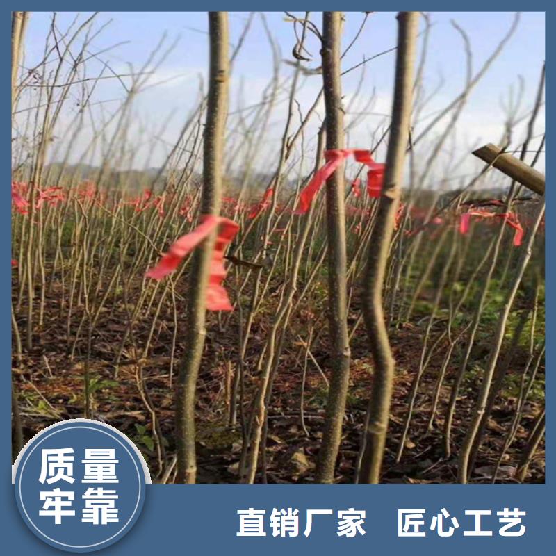 【碧根果樱桃苗本地配送】