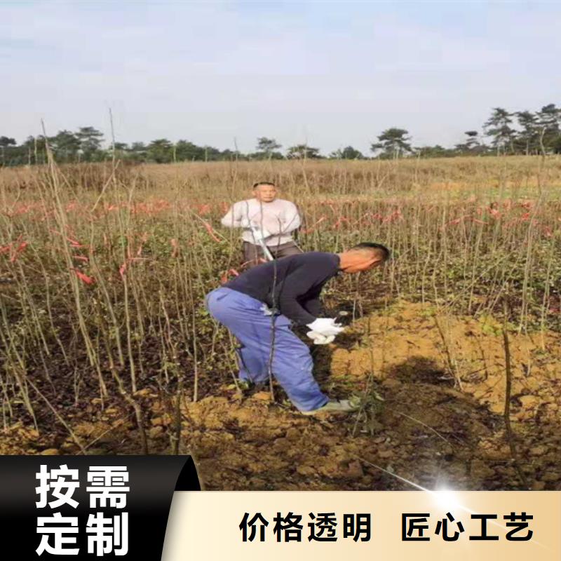 【碧根果】苹果苗专注质量