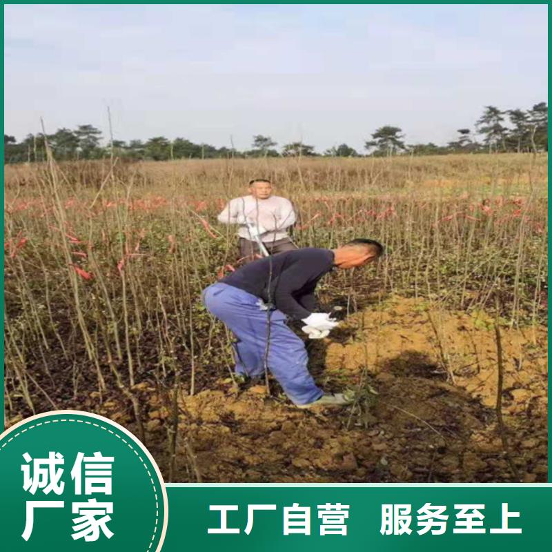 碧根果红石榴苗基地品质无所畏惧