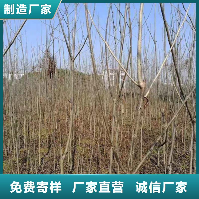 碧根果桃树苗客户信赖的厂家