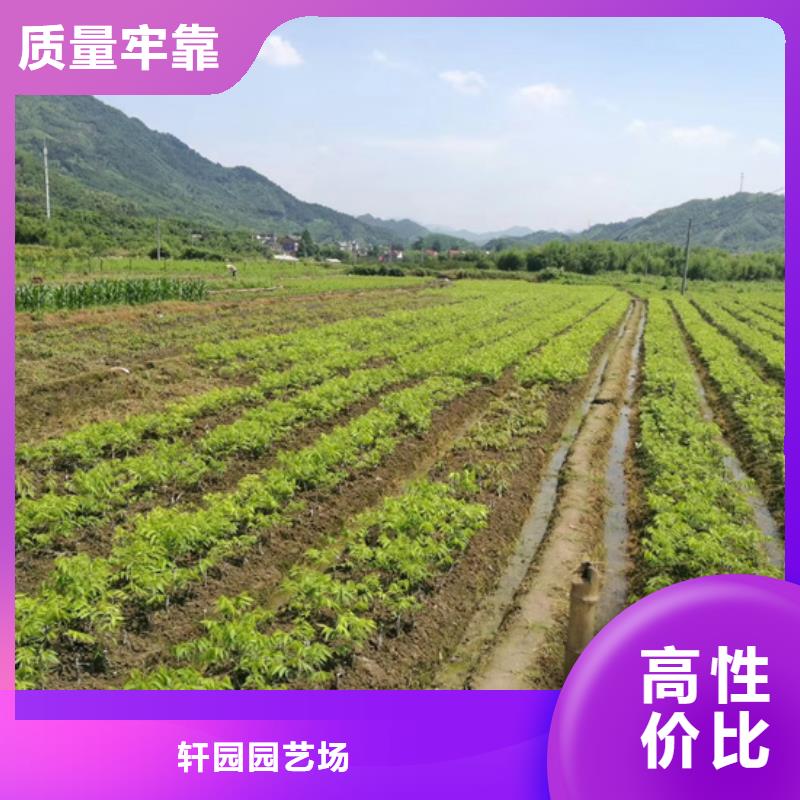 【碧根果】樱桃苗使用寿命长久