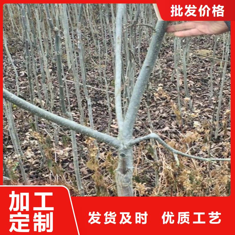 碧根果樱桃苗追求细节品质