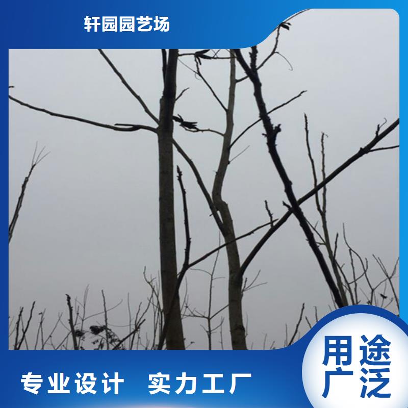碧根果 【蓝莓苗】专业供货品质管控