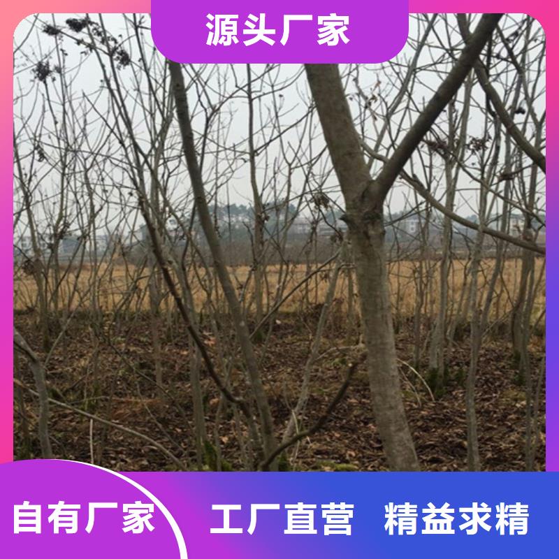 【碧根果】梨树苗检验发货