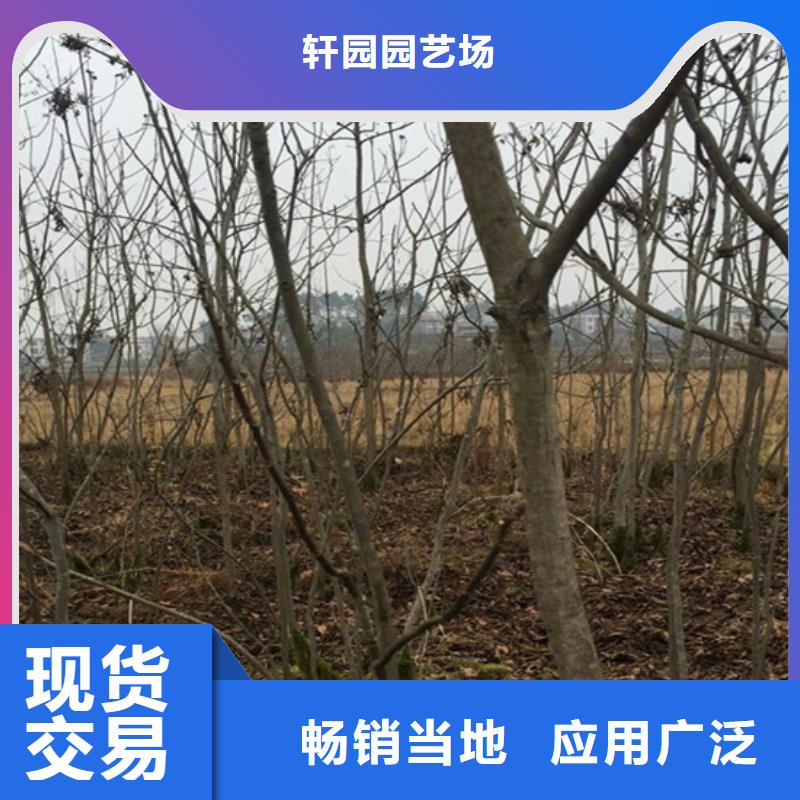 碧根果苹果苗快速报价