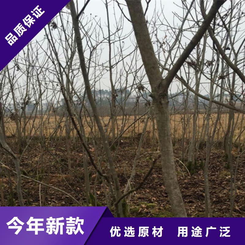 【碧根果樱桃苗工艺精细质保长久】