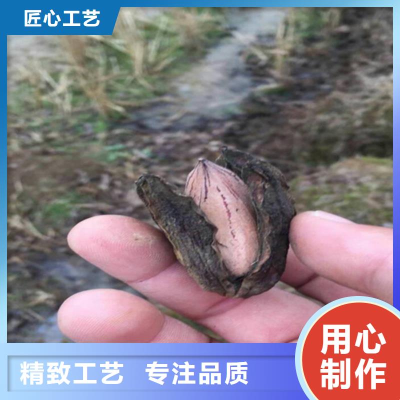 碧根果樱桃苗大厂家实力看得见