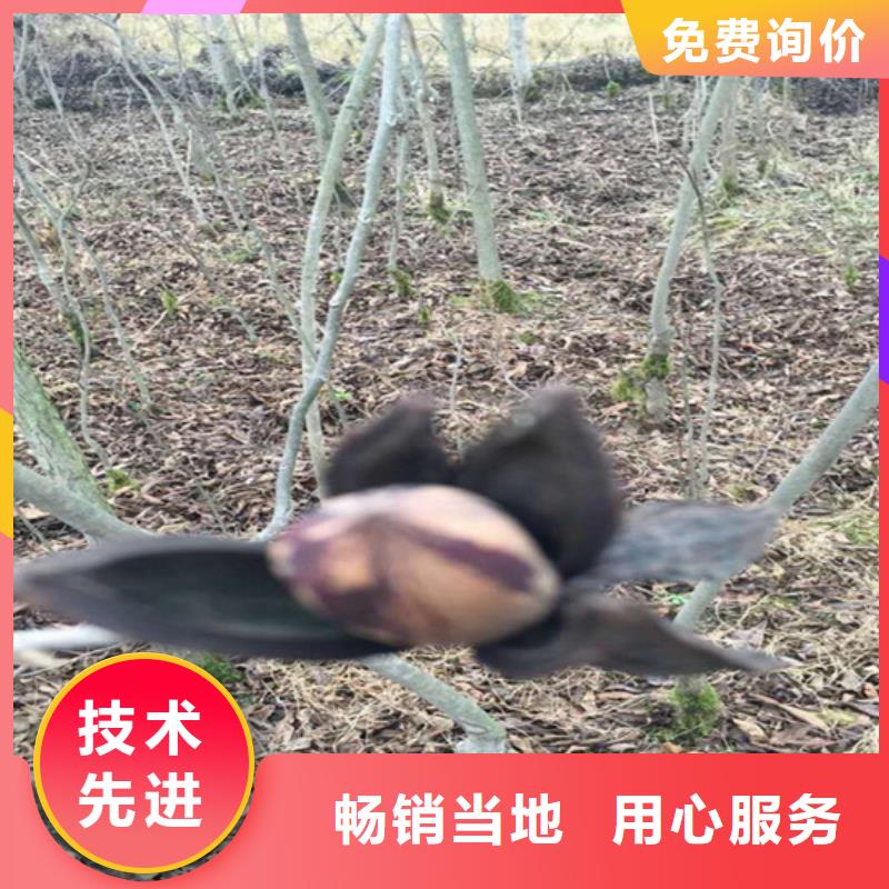 碧根果 【蓝莓苗】专业供货品质管控