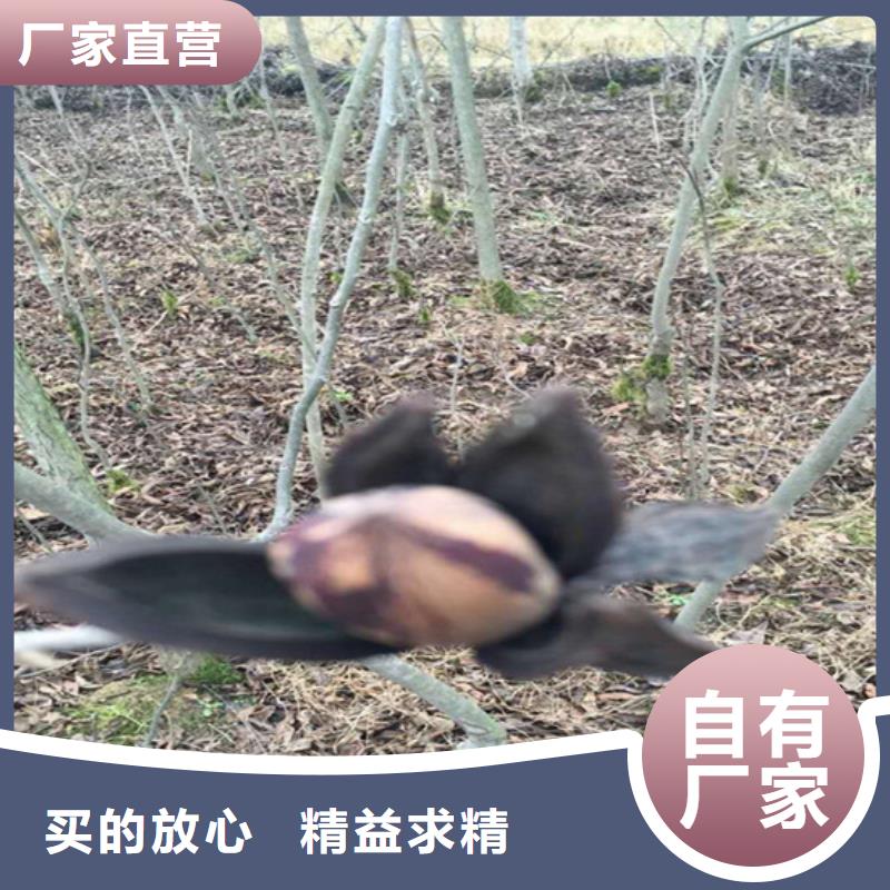 碧根果【蓝莓苗】工厂自营