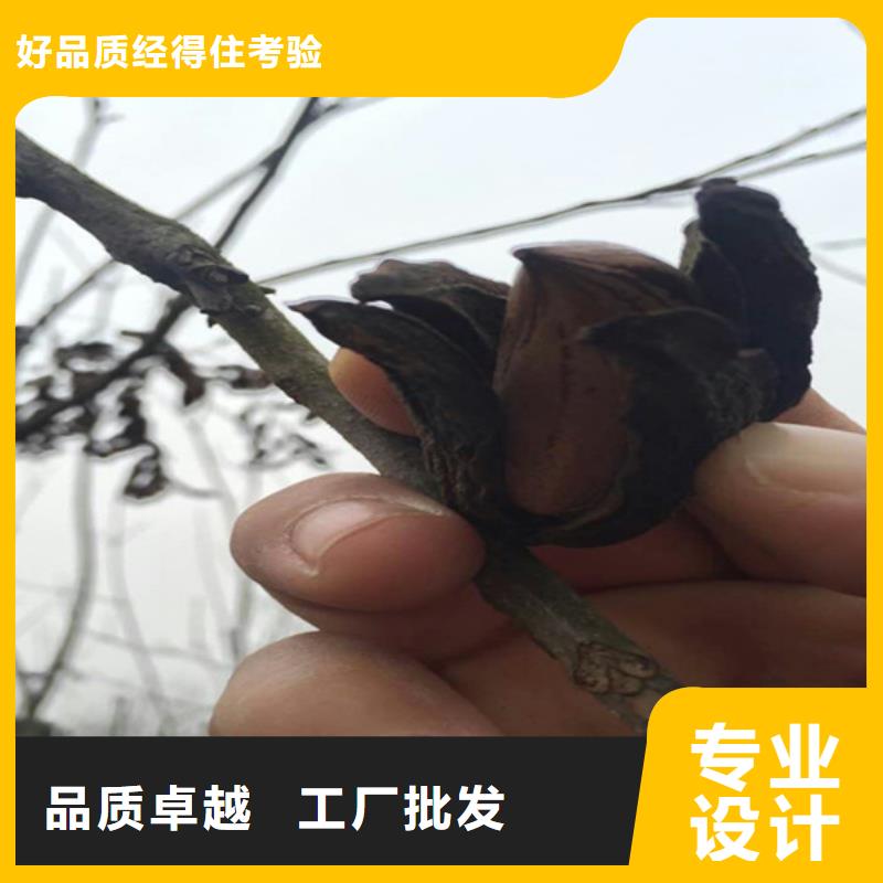 西瓜番石榴苗视频-西瓜番石榴苗_云南省文山市市场覆盖砚山|马关|曲靖|红河|普洱|迪庆等