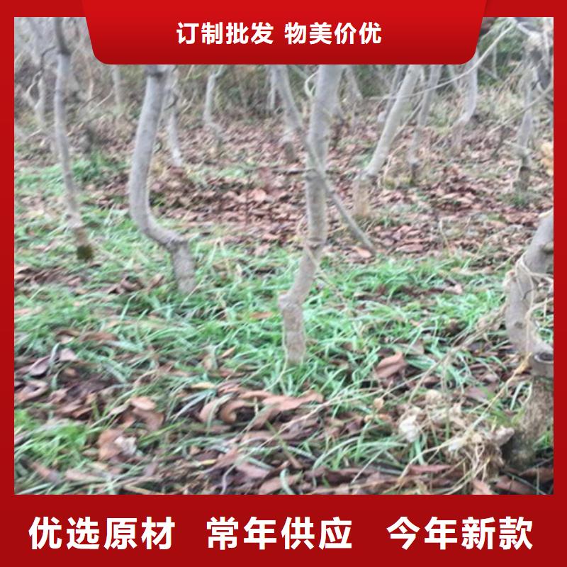 【碧根果】苹果苗严选好货