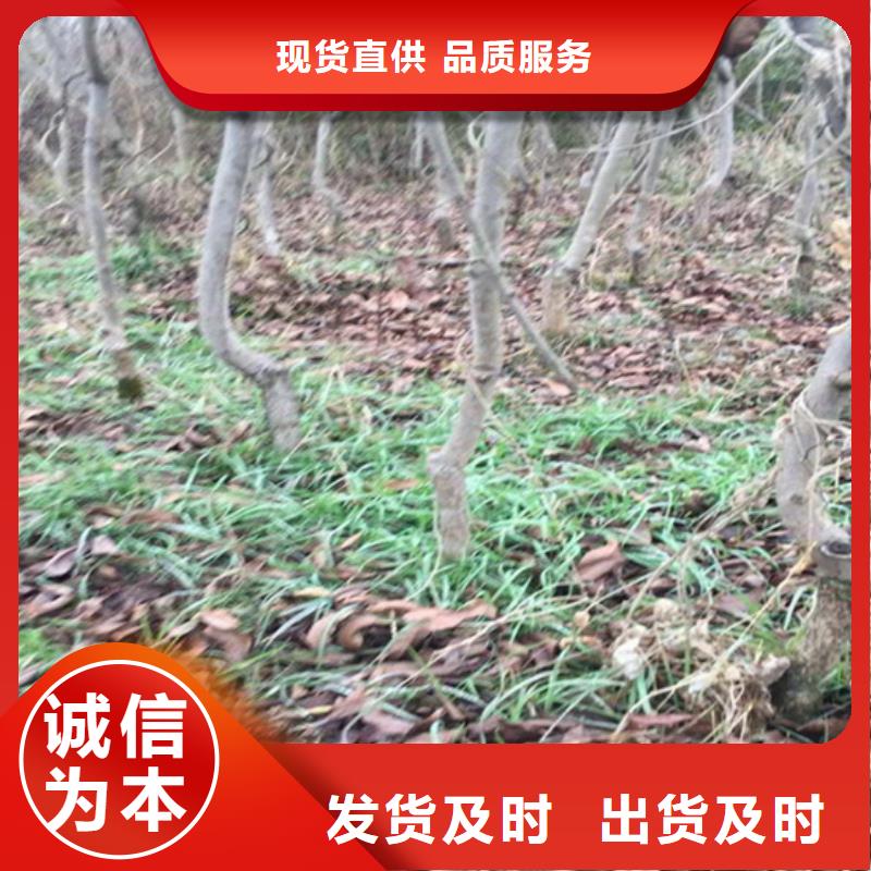 碧根果,花椒苗物美價(jià)優(yōu)