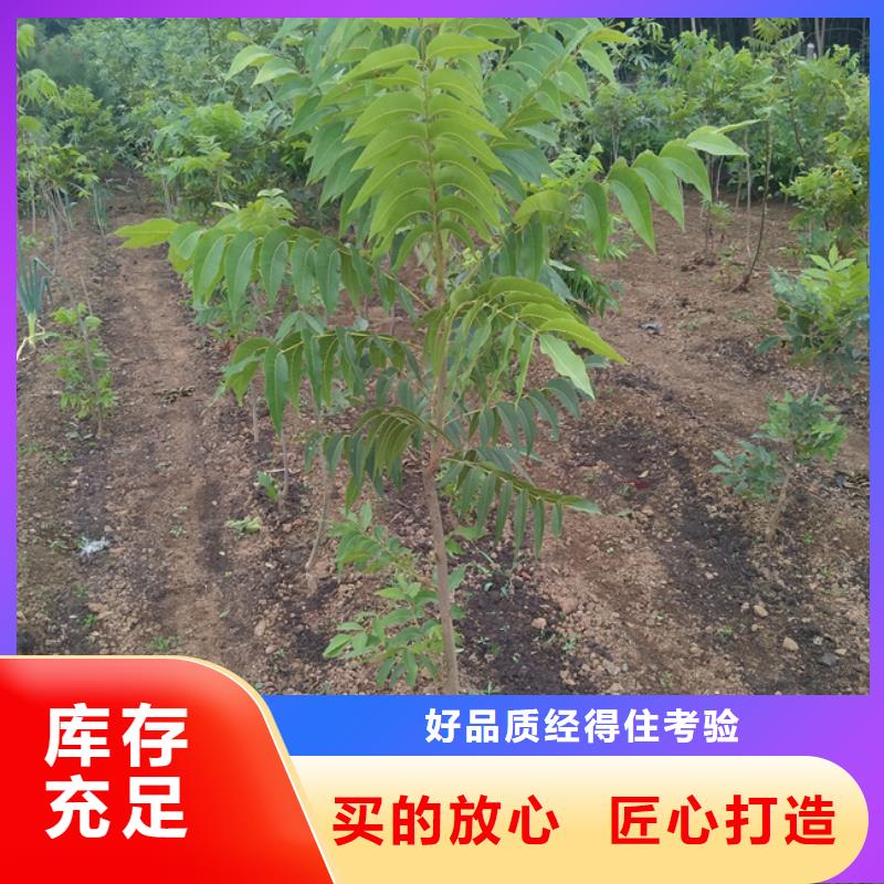 【碧根果】苹果苗专注质量