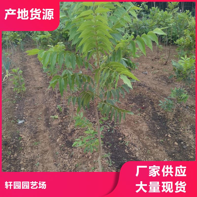 【碧根果石榴树推荐商家】