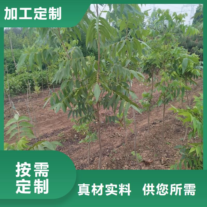 碧根果_梨树苗品质优良