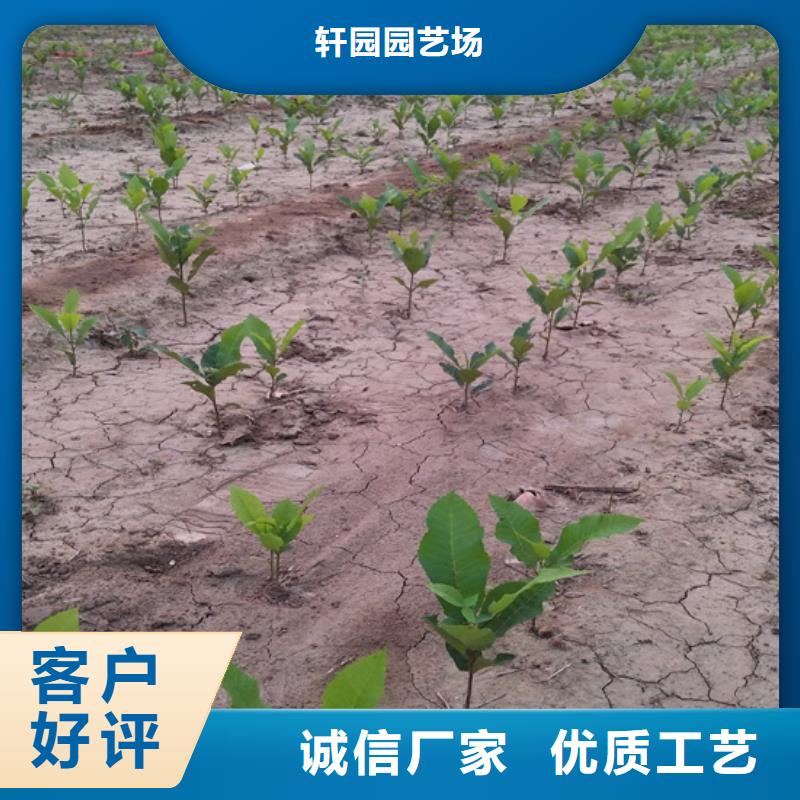 碧根果【桃樹苗】嚴格把控每一處細節(jié)