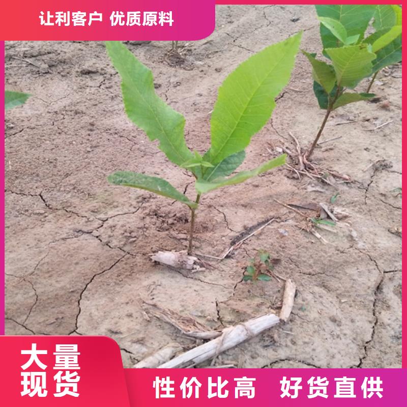 碧根果【桃树苗】一站式采购