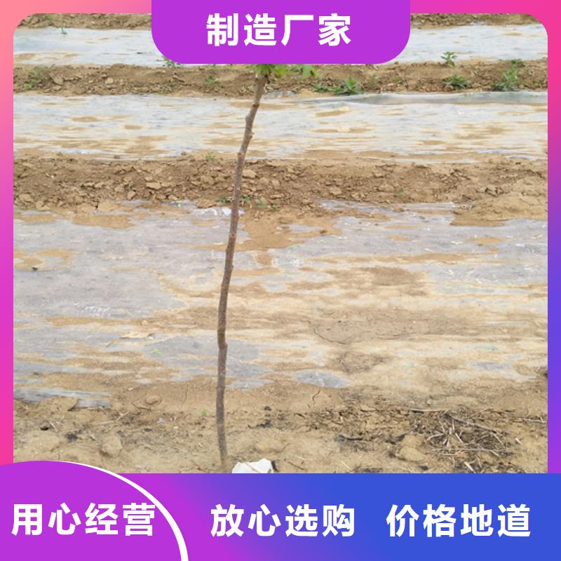 碧根果无花果苗多行业适用