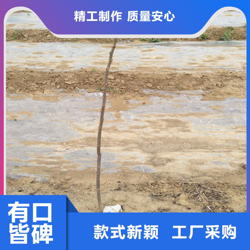 碧根果【桃树苗】一站式采购